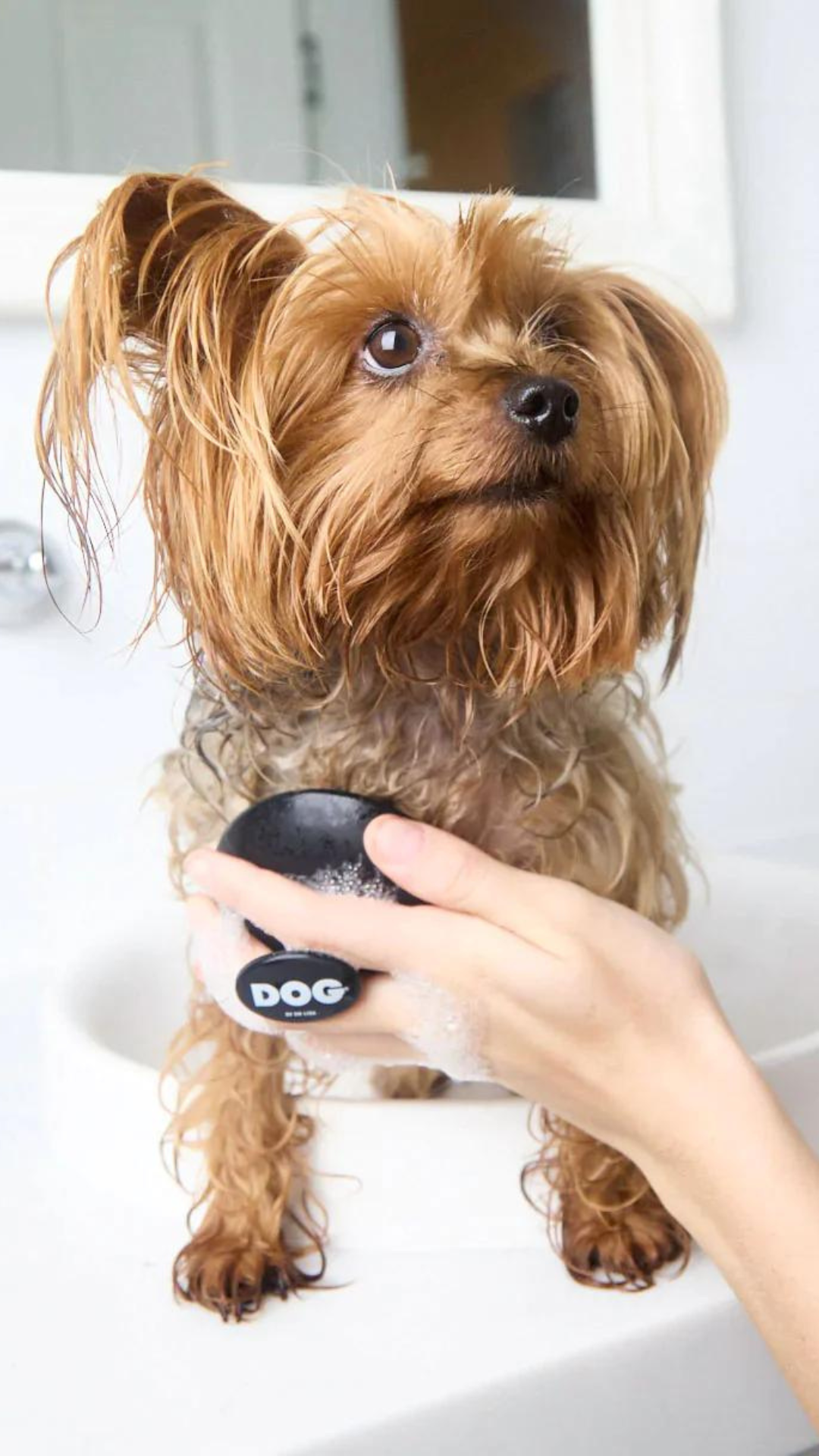 Dog Wash Brush